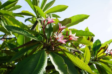 Plumeria rubra Kasım 'da çiçek açar. Plumeria rubra, frangipani, kırmızı paucipan, kırmızı-yasemin, kırmızı frangipani, yaygın frangipani, tapınak ağacı, calachuchi veya basitçe plumeria, Plumeria cinsine ait bir bitki türüdür. Fuerteventura.