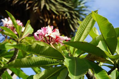 Plumeria rubra Kasım 'da çiçek açar. Plumeria rubra, frangipani, kırmızı paucipan, kırmızı-yasemin, kırmızı frangipani, yaygın frangipani, tapınak ağacı, calachuchi veya basitçe plumeria, Plumeria cinsine ait bir bitki türüdür. Fuerteventura.