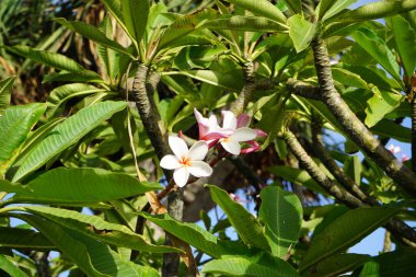 Plumeria rubra blooms in November. Plumeria rubra,  frangipani, red paucipan, red-jasmine, red frangipani, common frangipani, temple tree, calachuchi, or simply plumeria, is a deciduous plant species belonging to the genus Plumeria. Fuerteventura. clipart