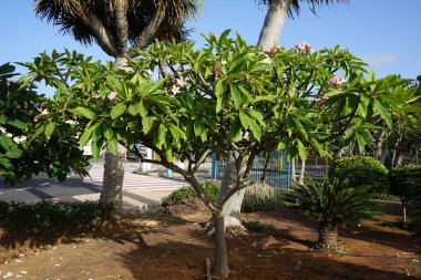 Plumeria rubra Kasım 'da çiçek açar. Plumeria rubra, frangipani, kırmızı paucipan, kırmızı-yasemin, kırmızı frangipani, yaygın frangipani, tapınak ağacı, calachuchi veya basitçe plumeria, Plumeria cinsine ait bir bitki türüdür. Fuerteventura.