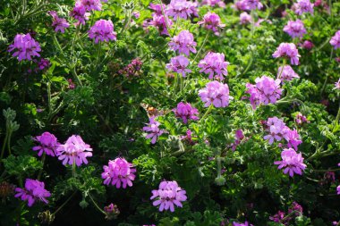 Vanessa Cardui kelebekleri Kasım ayında Pelargonium kapitatum çiçeklerinin üzerinde uçar. Vanessa Cardui, Cynthia Cardui, boyalı bayan, tüm kelebek türlerinin en yaygın olanıdır. Fuerteventura, Las Palmas, İspanya.