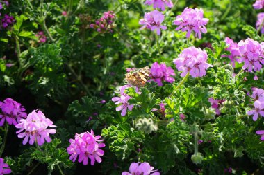 Vanessa Cardui kelebekleri Kasım ayında Pelargonium kapitatum çiçeklerinin üzerinde uçar. Vanessa Cardui, Cynthia Cardui, boyalı bayan, tüm kelebek türlerinin en yaygın olanıdır. Fuerteventura, Las Palmas, İspanya.