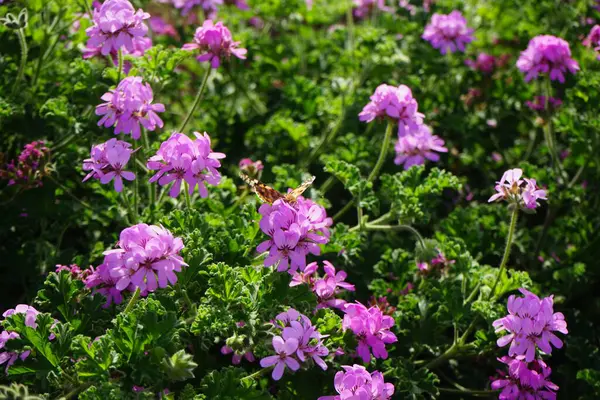 Vanessa Cardui kelebekleri Kasım ayında Pelargonium kapitatum çiçeklerinin üzerinde uçar. Vanessa Cardui, Cynthia Cardui, boyalı bayan, tüm kelebek türlerinin en yaygın olanıdır. Fuerteventura, Las Palmas, İspanya.