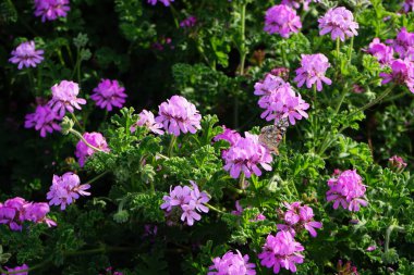 Vanessa Cardui kelebekleri Kasım ayında Pelargonium kapitatum çiçeklerinin üzerinde uçar. Vanessa Cardui, Cynthia Cardui, boyalı bayan, tüm kelebek türlerinin en yaygın olanıdır. Fuerteventura, Las Palmas, İspanya.