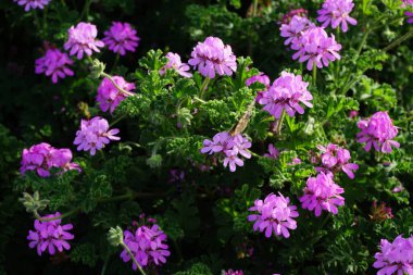 Vanessa Cardui kelebekleri Kasım ayında Pelargonium kapitatum çiçeklerinin üzerinde uçar. Vanessa Cardui, Cynthia Cardui, boyalı bayan, tüm kelebek türlerinin en yaygın olanıdır. Fuerteventura, Las Palmas, İspanya.