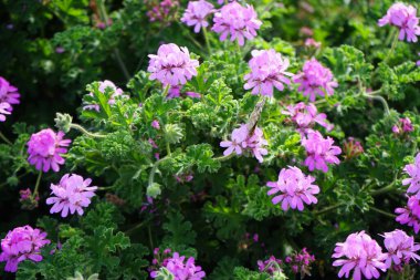 Vanessa Cardui kelebekleri Kasım ayında Pelargonium kapitatum çiçeklerinin üzerinde uçar. Vanessa Cardui, Cynthia Cardui, boyalı bayan, tüm kelebek türlerinin en yaygın olanıdır. Fuerteventura, Las Palmas, İspanya.