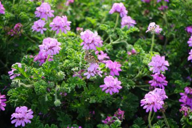 Vanessa Cardui kelebekleri Kasım ayında Pelargonium kapitatum çiçeklerinin üzerinde uçar. Vanessa Cardui, Cynthia Cardui, boyalı bayan, tüm kelebek türlerinin en yaygın olanıdır. Fuerteventura, Las Palmas, İspanya.