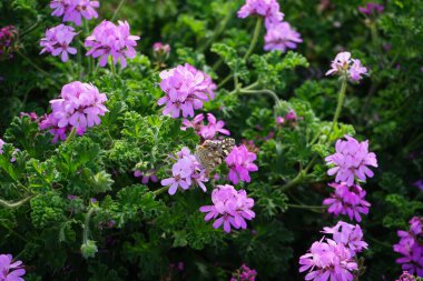 Vanessa Cardui kelebekleri Kasım ayında Pelargonium kapitatum çiçeklerinin üzerinde uçar. Vanessa Cardui, Cynthia Cardui, boyalı bayan, tüm kelebek türlerinin en yaygın olanıdır. Fuerteventura, Las Palmas, İspanya.