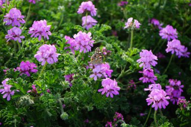 Vanessa Cardui kelebekleri Kasım ayında Pelargonium kapitatum çiçeklerinin üzerinde uçar. Vanessa Cardui, Cynthia Cardui, boyalı bayan, tüm kelebek türlerinin en yaygın olanıdır. Fuerteventura, Las Palmas, İspanya.