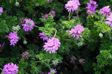 Vanessa Cardui kelebekleri Kasım ayında Pelargonium kapitatum çiçeklerinin üzerinde uçar. Vanessa Cardui, Cynthia Cardui, boyalı bayan, tüm kelebek türlerinin en yaygın olanıdır. Fuerteventura, Las Palmas, İspanya.