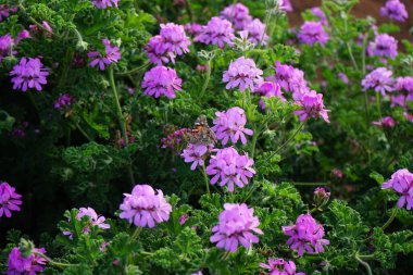 Vanessa Cardui kelebekleri Kasım ayında Pelargonium kapitatum çiçeklerinin üzerinde uçar. Vanessa Cardui, Cynthia Cardui, boyalı bayan, tüm kelebek türlerinin en yaygın olanıdır. Fuerteventura, Las Palmas, İspanya.