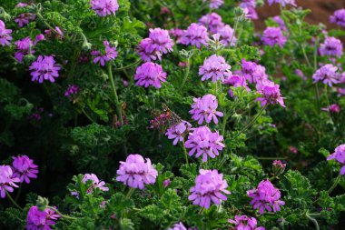 Vanessa Cardui kelebekleri Kasım ayında Pelargonium kapitatum çiçeklerinin üzerinde uçar. Vanessa Cardui, Cynthia Cardui, boyalı bayan, tüm kelebek türlerinin en yaygın olanıdır. Fuerteventura, Las Palmas, İspanya.