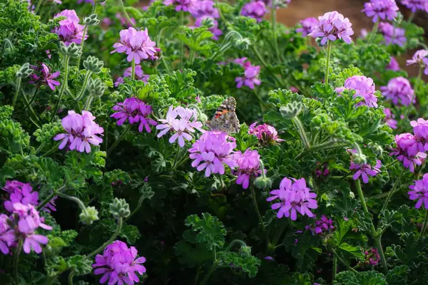 stock image Vanessa cardui butterflies fly over Pelargonium capitatum flowers in November. Vanessa cardui, Cynthia cardui, painted lady, is the most widespread of all butterfly species. Fuerteventura, Las Palmas, Spain.