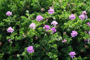 Pelargonium Capatum Kasım ayında mor çiçeklerle çiçek açar. Pelargonium capitatum, Geraniaceae familyasından gül sardunyası veya gül kokulu pelargonyum olarak bilinen birkaç türden biridir. Fuerteventura, Las Palmas, İspanya. 