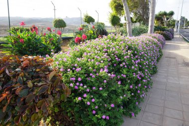Pelargonium Capatum Kasım ayında mor çiçeklerle çiçek açar. Pelargonium capitatum, Geraniaceae familyasından gül sardunyası veya gül kokulu pelargonyum olarak bilinen birkaç türden biridir. Fuerteventura, Las Palmas, İspanya. 