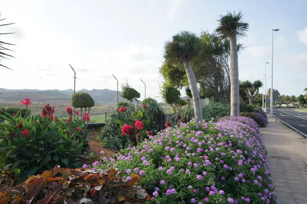 stock image Pelargonium capitatum blooms with purple flowers in November. Pelargonium capitatum is one of several species, known as rose geranium or rose-scented pelargonium in the family Geraniaceae. Fuerteventura, Las Palmas, Spain. 