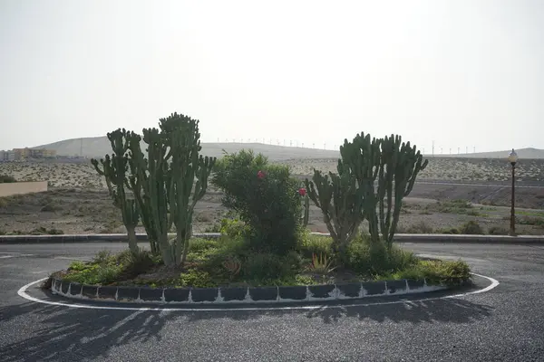 stock image Candelabra trees Euphorbia murielii, Nerium oleander bush with pink flowers, Aloe vera flowers growing at a road junction. Costa Calma, Fuerteventura, Las Palmas, Spain.