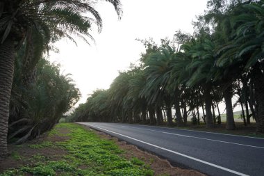 Phoenix kanarya palmiyeleri ekim ayında yol boyunca büyürler. Phoenix kanaryası, palmiye palmiyesi veya ananas palmiyesi palmiyesi, palmiye familyasından bir bitki türüdür. Costa Calma, Fuerteventura, Las Palmas, İspanya. 