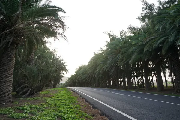 Phoenix kanarya palmiyeleri ekim ayında yol boyunca büyürler. Phoenix kanaryası, palmiye palmiyesi veya ananas palmiyesi palmiyesi, palmiye familyasından bir bitki türüdür. Costa Calma, Fuerteventura, Las Palmas, İspanya. 