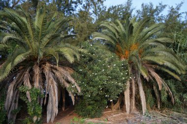 Phoenix kanarya palmiyeleriyle manzara, Ekim ayında çiçek açan Nerium zakkum çalıları ve diğer bitkiler. Costa Calma, Fuerteventura, Las Palmas, İspanya. 