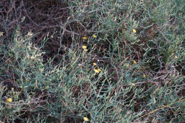 Çamaşır bahçeleri ekim ayında çiçek açarlar. Launaea arborescens, Asteraceae familyasından bir bitki türü. Costa Calma, Fuerteventura, Las Palmas, İspanya.