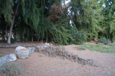 Kazuarina eşsetifolia ağaçları ekim ayında yetişir. Casuarina equisetifolia, Casuarinaceae familyasından bir çicek türü. Costa Calma, Fuerteventura. 