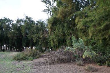Kazuarina eşsetifolia ağaçları ekim ayında yetişir. Casuarina equisetifolia, Casuarinaceae familyasından bir çicek türü. Costa Calma, Fuerteventura. 