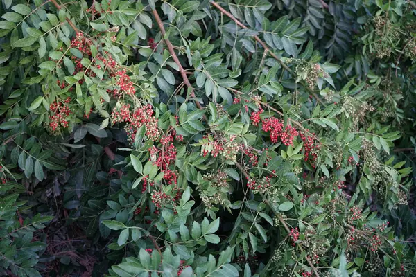 stock image Schinus terebinthifolia grow in October. Schinus terebinthifolia, Brazilian peppertree, aroeira, rose pepper, broadleaved pepper tree, wilelaiki and Florida holly, is a species of flowering plant in the cashew family, Anacardiaceae. Costa Calma.