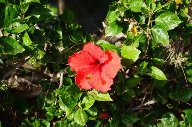 Hibiscus rosa-sinensis ekim ayında kırmızı çiçeklerle çiçek açar. Hibiscus rosa-sinensis, Çin-Hawaii amfibisi, Çin gülü, gül gülü ve ayakkabı siyah bitkisi, tropikal amfibik türünün bir türüdür. Costa Calma, Fuerteventura, Las Palmas, İspanya. 