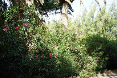 Neryum zakkum ekim ayında çiçek açar. Neryum zakkum ya da zakkum, dünya çapında ılıman ve subtropikal bölgelerde bir süs ve peyzaj bitkisi olarak yetiştirilmiş bir çalılıktır. Costa Calma, Fuerteventura, İspanya. 