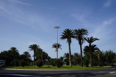 Costa Calma, Fuerteventura, İspanya - 21 Ekim 2022: Neryum zakkum çalıları, Phoenix kanarya palmiyeleri ve diğer bitkiler Ekim ayında bir yol kavşağı dekore ettiler. 