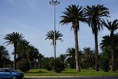 Costa Calma, Fuerteventura, İspanya - 21 Ekim 2022: Neryum zakkum çalıları, Phoenix kanarya palmiyeleri ve diğer bitkiler Ekim ayında bir yol kavşağı dekore ettiler. 