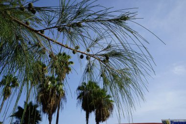 Costa Calma, Fuerteventura, İspanya - 21 Ekim 2022: Casuarina equisetifolia ağacı Ekim ayında büyür. Casuarina equisetifolia (İngilizce: 