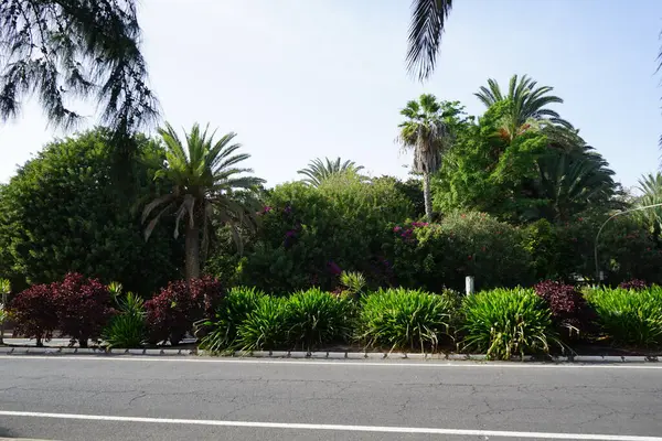 Stock image Nerium oleander bushes, Phoenix canariensis palms and other plants decorate the roadside in October. Costa Calma, Fuerteventura, Spain.