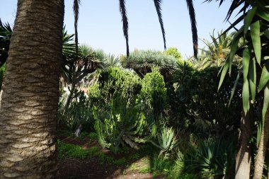 Euphorbia Cookie Ekim 'de büyüyor. Euphorbia Cooci (Transvaal Candelabra), Euphorbiaceae familyasından bir bitki türü. Costa Calma, Fuerteventura, İspanya. 