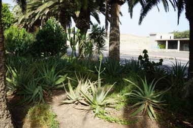 Aloe Vera, ekim ayında bahçede sarı çiçeklerle çiçek açar. Aloe vera, Aloe cinsinin sulu bir bitki türüdür. Costa Calma, Fuerteventura, İspanya. 
