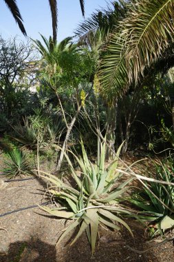 Aloe Vera, ekim ayında bahçede sarı çiçeklerle çiçek açar. Aloe vera, Aloe cinsinin sulu bir bitki türüdür. Costa Calma, Fuerteventura, İspanya. 