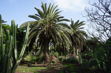 Phoenix canariensis palms growing in October. Phoenix canariensis, the Canary Island date palm or pineapple palm, is a species of flowering plant in the palm family Arecaceae. Costa Calma, Fuerteventura, Spain. clipart