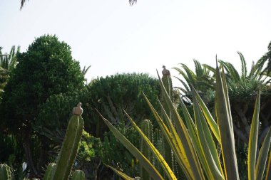 Streptopelia decaocto kuşları Ekim ayında Kaktüs Stenocereus Griseus 'un üzerinde otururlar. Avrasyalı güvercin, Streptopelia decaocto, Columbidae familyasından bir güvercindir. Costa Calma, Fuerteventura, İspanya.