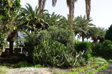 Euphorbia cooperi growing in October. Euphorbia cooperi, Transvaal candelabra tree or bushveld candelabra, is a flowering plant in the Euphorbiaceae family. Costa Calma, Fuerteventura, Spain.  clipart