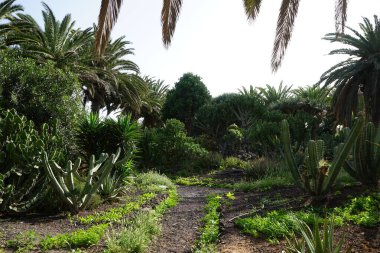 Ekim ayında Streptopelia dekaocto kuşlarının Stenocereus griseus kaktüsünün üzerinde oturduğu manzara. Avrasyalı güvercin, Streptopelia decaocto, Columbidae familyasından bir güvercindir. Costa Calma, Fuerteventura, İspanya.