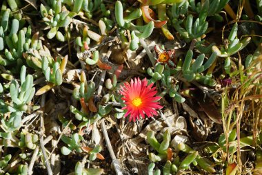 Malephora crocea ekim ayında çiçek açar. Malephora crocea, 'bakır mezesi' ve 'kırmızı buz bitkisi', buz bitkisi familyasından uzun ömürlü sulu bir bitki türüdür. Costa Calma, Fuerteventura, İspanya. 