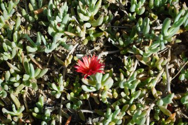 Malephora crocea ekim ayında çiçek açar. Malephora crocea, 'bakır mezesi' ve 'kırmızı buz bitkisi', buz bitkisi familyasından uzun ömürlü sulu bir bitki türüdür. Costa Calma, Fuerteventura, İspanya. 