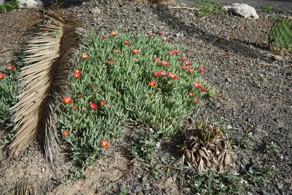 stock image Malephora crocea blooms in October. Malephora crocea, 'coppery mesemb' and 'red ice plant', is a species of succulent perennial flowering plant in the ice plant family. Costa Calma, Fuerteventura, Spain. 