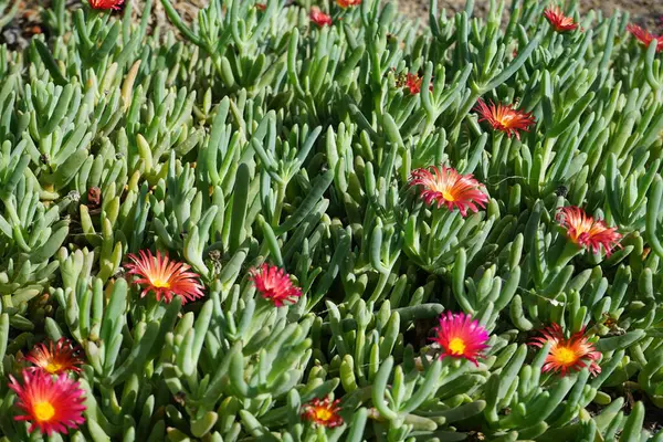 stock image Malephora crocea blooms in October. Malephora crocea, 'coppery mesemb' and 'red ice plant', is a species of succulent perennial flowering plant in the ice plant family. Costa Calma, Fuerteventura, Spain. 