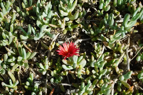 stock image Malephora crocea blooms in October. Malephora crocea, 'coppery mesemb' and 'red ice plant', is a species of succulent perennial flowering plant in the ice plant family. Costa Calma, Fuerteventura, Spain. 