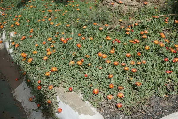 stock image Malephora crocea blooms in October. Malephora crocea, 'coppery mesemb' and 'red ice plant', is a species of succulent perennial flowering plant in the ice plant family. Costa Calma, Fuerteventura, Spain. 