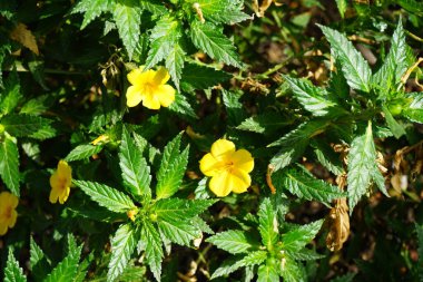 Turnera ulmifolia ekim ayında çiçek açar. Turnera ulmifolia (Ramkeçi dashalong veya sarı alder), Passifloraceae familyasından bir bitki türü. Costa Calma, Fuerteventura, İspanya.