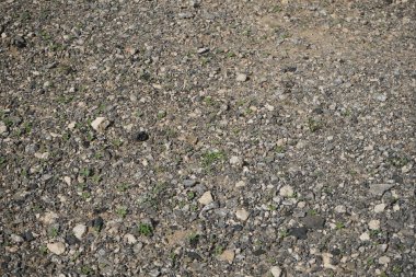 Ekim ayında Costa Calma, Fuerteventura, Kanarya Adaları, İspanya 'da düşük büyüyen bitki örtüsüyle Atlantik kıyısının kayalık toprağı. 