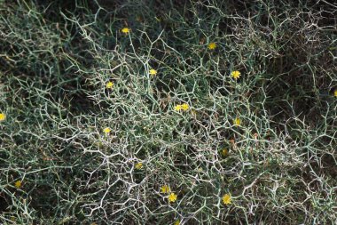 Çamaşır bahçeleri ekim ayında çiçek açarlar. Launaea arborescens, Asteraceae familyasından bir bitki türü. Costa Calma, Fuerteventura, Las Palmas, İspanya.